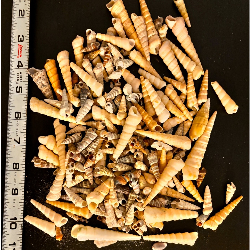 Lot of over 175 beautiful spiral turitella seashells